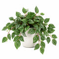 Plante verte artificielle 45 cm en plastique vert et blanc - feuillage retombant décoratif